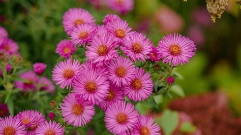 aster adjective|is aster a color.